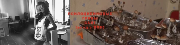 хмурый Аркадак