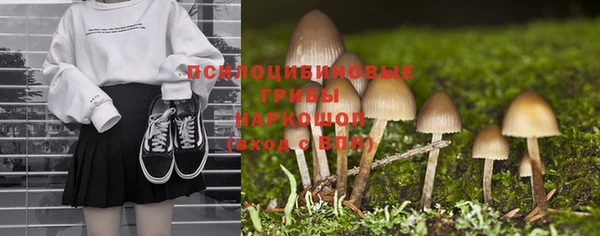 хмурый Аркадак